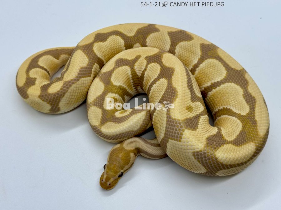 CANDY HET PIED